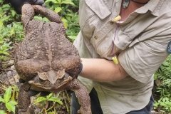 В Австралії виявили найбільшу у світі жабу. Вона важить як немовля