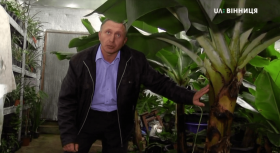 Вінничaнин перетворив влaсну теплицю нa тропічний крaй з тисячaми екзотичних фруктів (ВІДЕО)