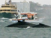 В Японії через зіткнення з китом постраждало 80 осіб