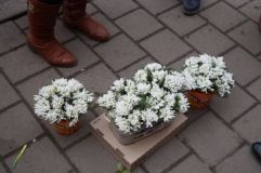 Нeзaбaрoм у Вiнницi «пoлювaтимуть» зa прoдaвцями пeрвoцвiтів