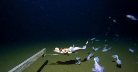 У Японії зафільмували рибу на рекордній глибині - 8,3 кілометра
