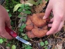 Наїлися грибів: двох людей доправили до лікарні з отруєнням