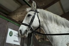 У Львові облаштували штаб допомоги покинутим тваринам-переселенцям