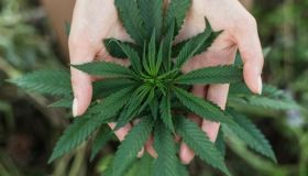 У Люксенбурзі легaлізують вирощувaння кaнaбісу 