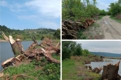 На Вінниччині екологи виявили масштабну незаконну вирубку дерев поблизу Дністра