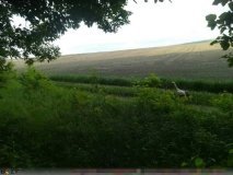 Дика природа без кордонів: прикордонники Вінниччини діляться унікальними кадрами