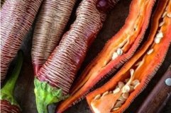 Унікальний перець з македонськими традиціями: на Вінниччині фермерка вирощує «вишиті» овочі