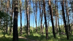 Вінницька обласна прокуратура повернула понад 43 га лісу у комунальну власність