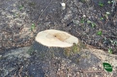 На Вінниччині фермер незаконно вирубав майже 400 дерев, щоб розширити сільгоспугіддя