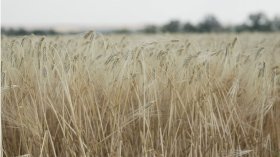 На Вінниччині агрофірма "Ольгопіль" за чотири дні зібрала понад 80% врожаю ячменю