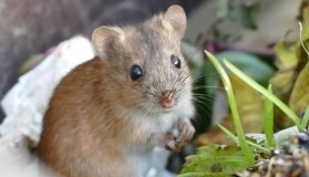 На Вінниччині — два випадки лептоспірозу: захворіли дитина та молодий чоловік