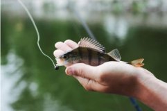 На Вінниччині завершилася операція «Нерест – 2025»: понад 250 фактів порушень