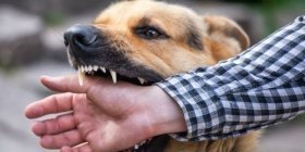 Сказ на Вінниччині: понад 2000 укусів за пів року