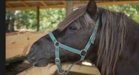 Новий мешканець "Кармелюкового Поділля": у нацпарку з’явився поні Магік