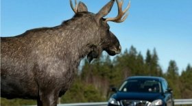 На об’їзній Вінниці збили червонокнижного лося