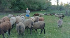 Ветеринар із Вінниччини став успішним вівчарем та утримує понад сотню овець