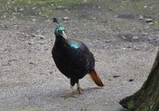 Новий екзотичний мешканець у Подільському зоопарку – гімалайський монал