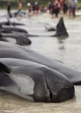 На узбережжі в Національного парку знайшли більше сотні загиблих дельфінів