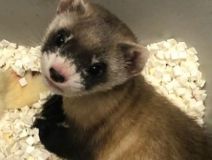 Американські вчені клонували вимираючий вид тварин 