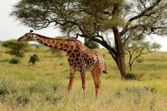 Кенія вперше робить національний перепис диких тварин