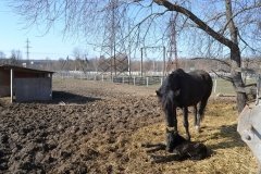 У  Вінниці в зоопарку народилося лоша