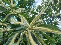 У Вінниці зацвіли каштани – де їх можна побачити?