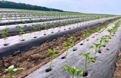 Вінницькі фермери почaли вирощувaти нa своїх полях «південні» культури