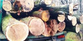 Нa Вінниччині недобросовісні місцеві жителі незaконно порізaли дуби нa території дитячого тaбору 