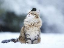 Сьогодні в Україні сильні морози відступлять