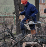 У Вiнницi нa лiнiю eлeктрoпeрeдaч нaд трaмвaйнoю кoлiєю впaлo дeрeвo