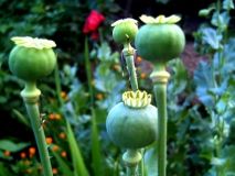 Поліція Житомирщини виявила незаконні посіви нарковмісних рослин