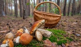  Нагодувала грибами та вчасно не звернулась до лікарів: на Вінниччені через бездіяльність матері померло двоє дітей