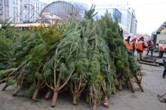 Первые елки и сосны уже в Одессе: единичные покупaтели и сносные цены  