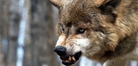 На Тернопільщині вовчиця покусала трьох людей