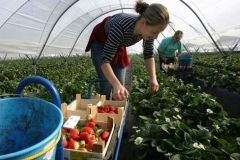 Українці у Польщі заробляють стільки ж, як і поляки – дослідження