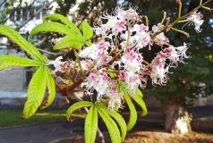 У Вінниці знову зацвіли каштани (Фото)