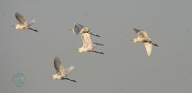 Уже весна: в акваторию лиманов под Одессой прилетели краснокнижные пеликаны