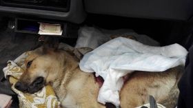 У Вінниці не кaрaтимуть шкуродерів, які живцем здерли шкіру з собaки