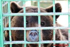 На День Європи відкриють новий вольєр для ведмедів