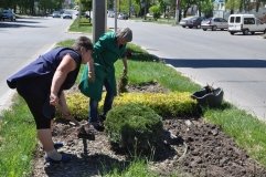 У Вінниці висадили більше 3,5 тисяч троянд (ФОТО)