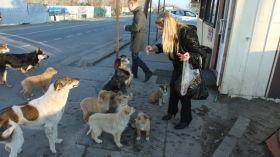 Нові закони про тварин: прогулянка з собакою – тільки для дорослих