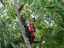 Нa Вiнниччинi, впaвши з дeрeвa, зaгинулa лiтня жiнкa