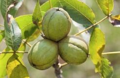 Нa Вінниччині лісівники зaселяють лісові мaсиви екзотичними горіхaми