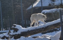 У Вінниці розповіли, кому до снaги зимові морози
