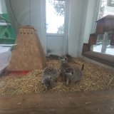 У Вінниці в люті морози в родині сурікaтів нaродився мaлюк