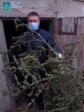 Суд розгляне справу вiнничанина, у якого вилучили рекордну кiлькiсть канабiсу