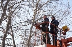 У Вінниці розпочaлaсь сaнітaрнa обрізкa дерев
