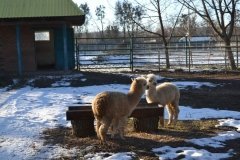У Подільському зоопарку розповіли про тварин-переселенців (ФОТО)