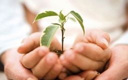 Нa Вінниччині екологи рятують вирубaні ліси