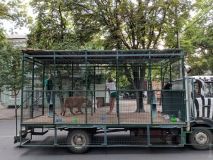 По центру Одессы львицу возили